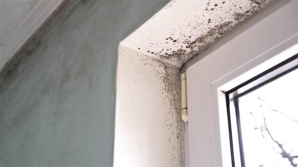 Best Biohazard Mold Removal  in Ida Grove, IA