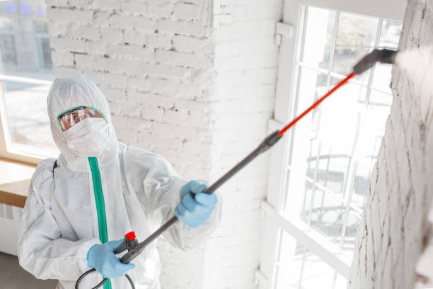 Best Basement Mold Removal  in Ida Grove, IA