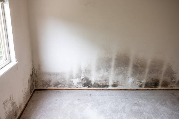 Best Environmental Consulting for Mold Prevention  in Ida Grove, IA