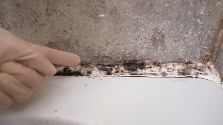 Best Post-Construction Mold Inspection  in Ida Grove, IA